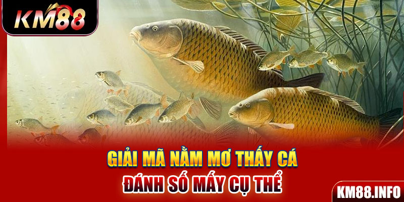 Giải mã nằm mơ thấy cá đánh số mấy cụ thể