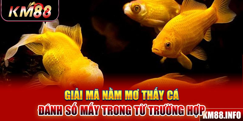 Giải mã nằm mơ thấy cá đánh số mấy trong từng trường hợp