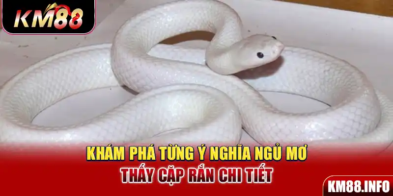 Khám phá từng ý nghĩa ngủ mơ thấy cặp rắn chi tiết