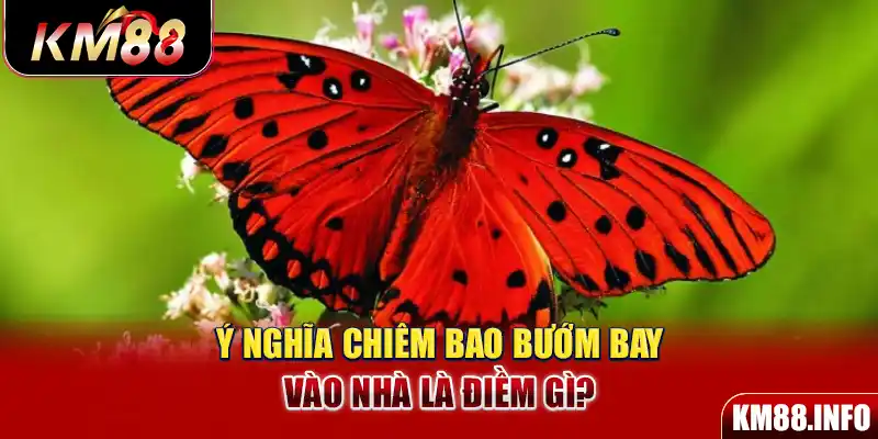 Ý nghĩa chiêm bao bướm bay vào nhà là điềm gì?