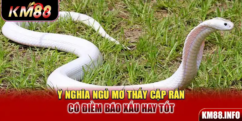 Ý nghĩa ngủ mơ thấy cặp rắn có điềm báo xấu hay tốt