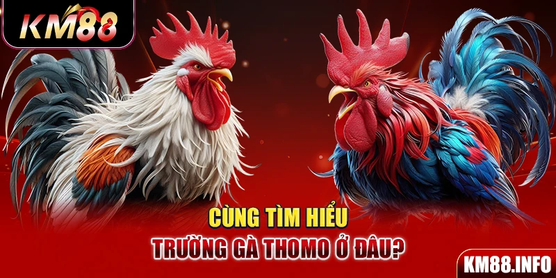 Cùng tìm hiểu trường gà Thomo ở đâu?