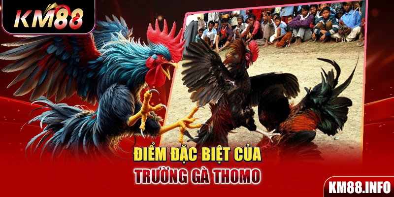 Điểm đặc biệt của trường gà Thomo