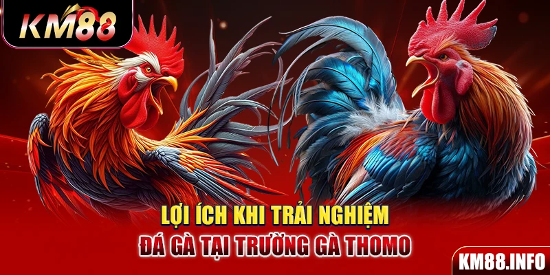 Lợi ích khi trải nghiệm đá gà tại trường gà thomo